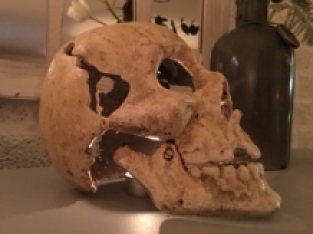 Grote Anatomische Schedel - Gietijzer - White-Rust